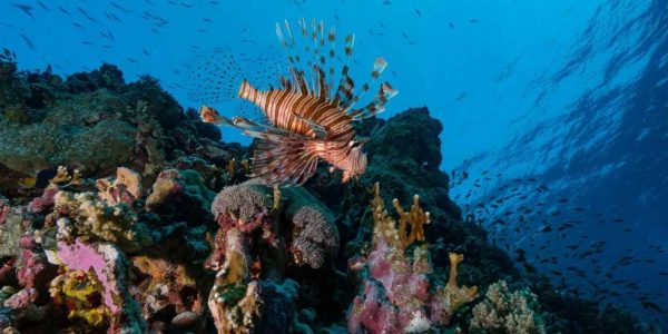 15 mar rojo coral